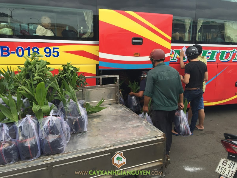 Cây ăn trái, Vườn ươm Gia Nguyễn, Cây chanh không hạt, Cây Mít Tố Nữ, Cây Dừa Xiêm Lùn