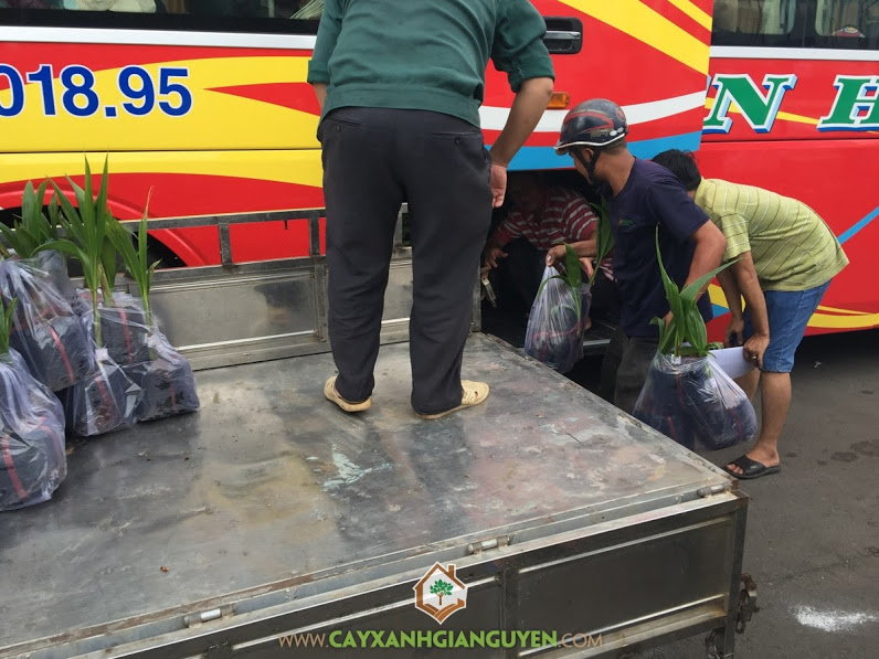 Cây ăn trái, Vườn ươm Gia Nguyễn, Cây chanh không hạt, Cây Mít Tố Nữ, Cây Dừa Xiêm Lùn