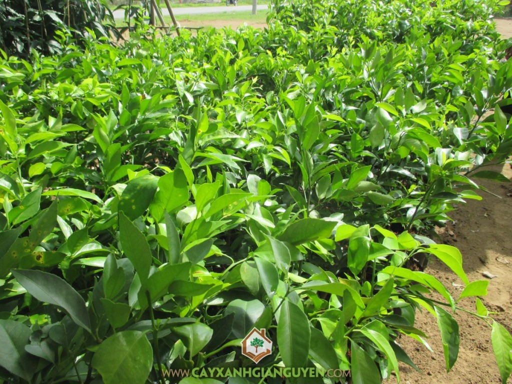 Chanh không hạt, Mô hình trồng chanh không hạt, Cây Xoài, Cây Bưởi Da Xanh, Giống chanh, Chanh Giấy