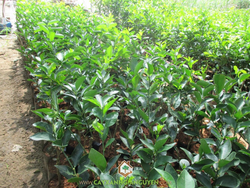 Chanh không hạt, Trồng chanh không hạt, Nước chanh không hạt, Chanh truyền thống, Chanh không hạt Mỹ