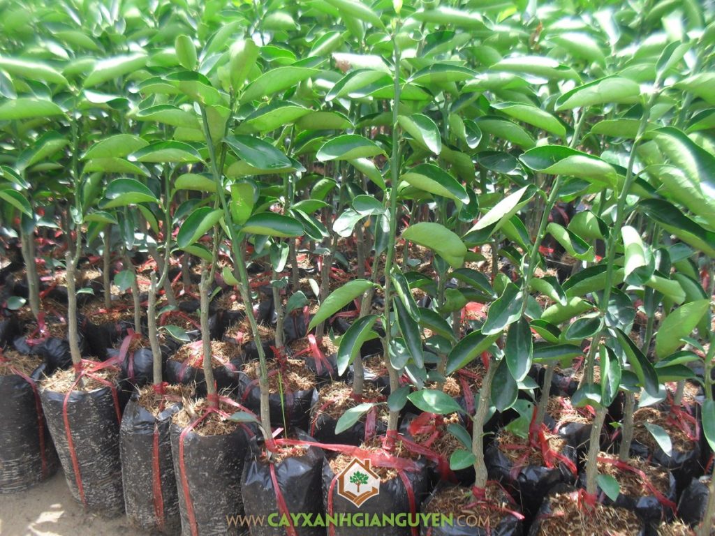 Giống cây cam sành, Cây cam sành, Giống cây ăn trái, Giống cây ăn quả, Vườn cam sành