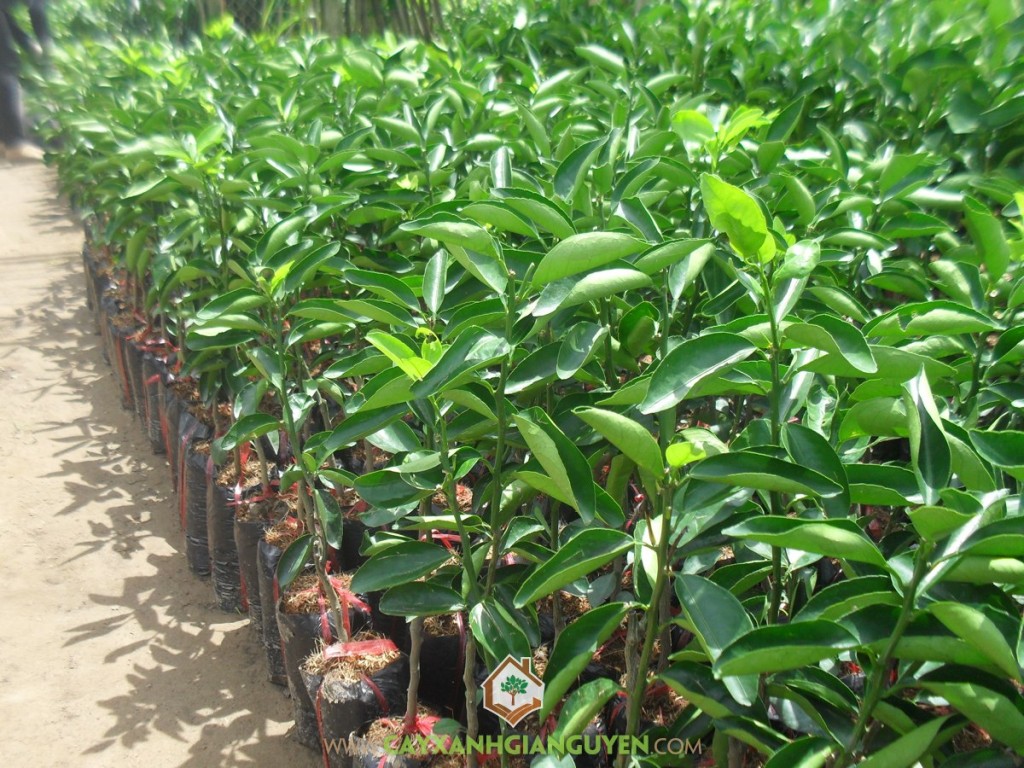 Giống cây cam sành, Cây cam sành, Giống cây ăn trái, Giống cây ăn quả, Vườn cam sành