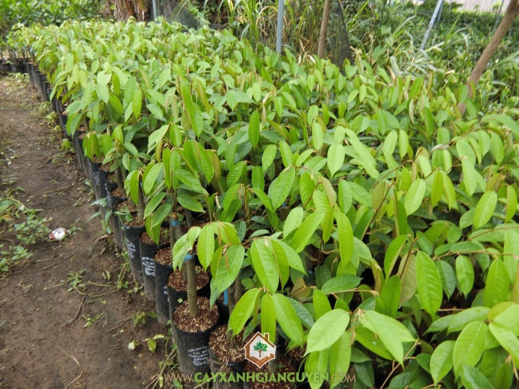 Sầu riêng, Sầu riêng cơm vàng, Giống sầu riêng ri6, Cây ăn trái, Giống sầu riêng