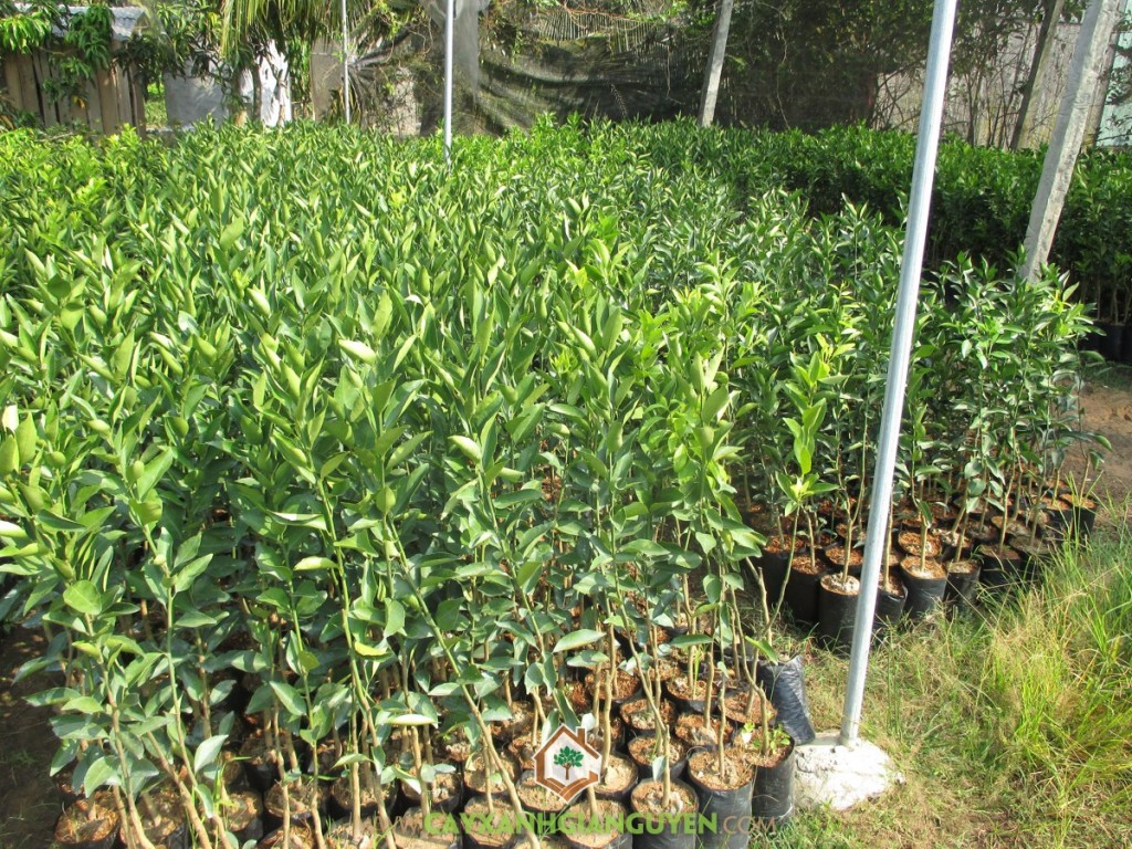 Trồng cây quýt đường, Cây quýt đường, Kỹ thuật trồng và chăm sóc quýt đường, Trái quýt đường, Quýt đường