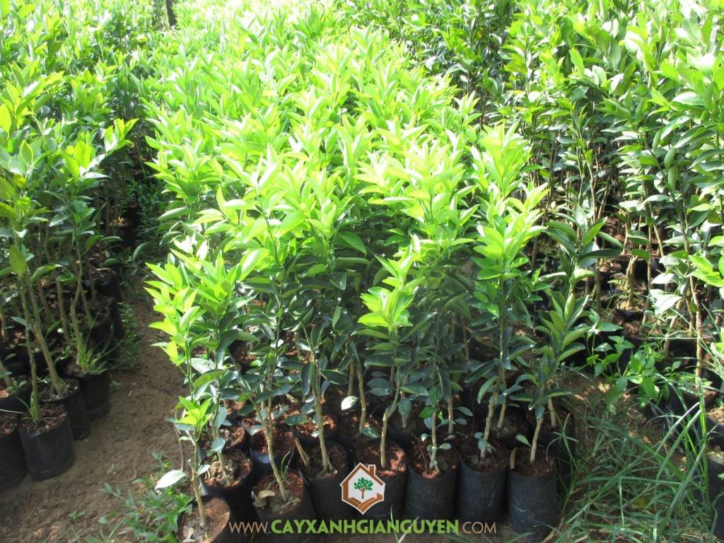 Cây cam sành, Cách chăm sóc cây cam sành, Chăm sóc cam sành, Cây giống, Vườn cây