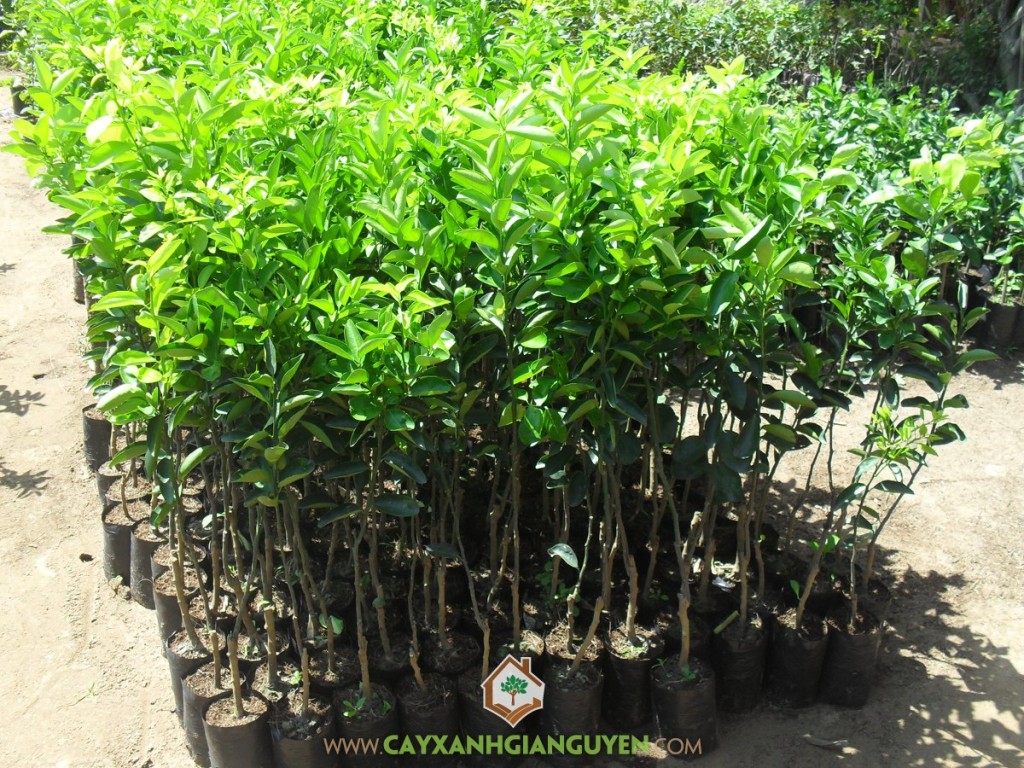 Giống cam sành, Cam sành, Quả cam sành, Vườn ươm Gia Nguyễn, Cây giống cam sành
