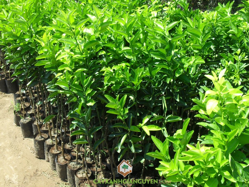 Giống cam sành, Cam sành, Quả cam sành, Vườn ươm Gia Nguyễn, Cây giống cam sành