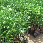 Ở ĐÂU BÁN GIỐNG CÂY CAM SÀNH