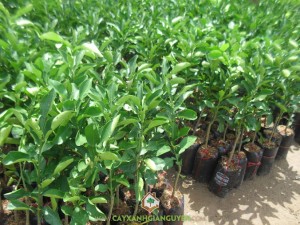 Cam sành, Cây cam sành, Trồng cam sành, Vườn cây, Bệnh vàng lá gân xanh