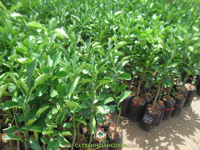 Cam sành, Cây cam sành, Trồng cam sành, Vườn cây, Bệnh vàng lá gân xanh