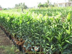 Trồng cây cam sành, Kỹ thuật trồng cam sành ghép, Cam sành, Giống cam sành, Vườn cây