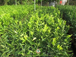 Cam sành, Cây cam sành, Trồng cam sành, Vườn cây, Bệnh vàng lá gân xanh