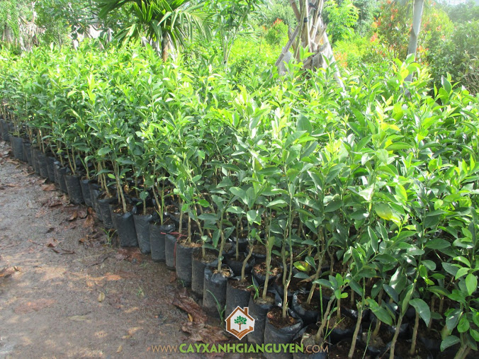 Trồng cây quýt đường, Cây quýt đường, Kỹ thuật trồng và chăm sóc quýt đường, Trái quýt đường, Quýt đường