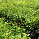 KỸ THUẬT TRỒNG SẦU RIÊNG CƠM VÀNG HẠT LÉP RI6