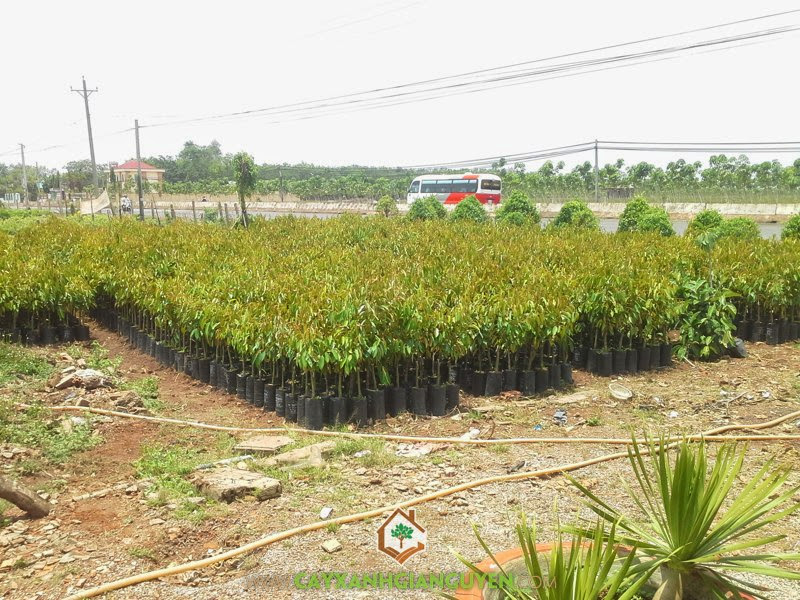 Sầu riêng ri6, Vườn ươm Gia Nguyễn, Kỹ thuật trồng và chăm sóc cây giống, Trồng sầu riêng ri6, Cây giống sầu riêng ri6