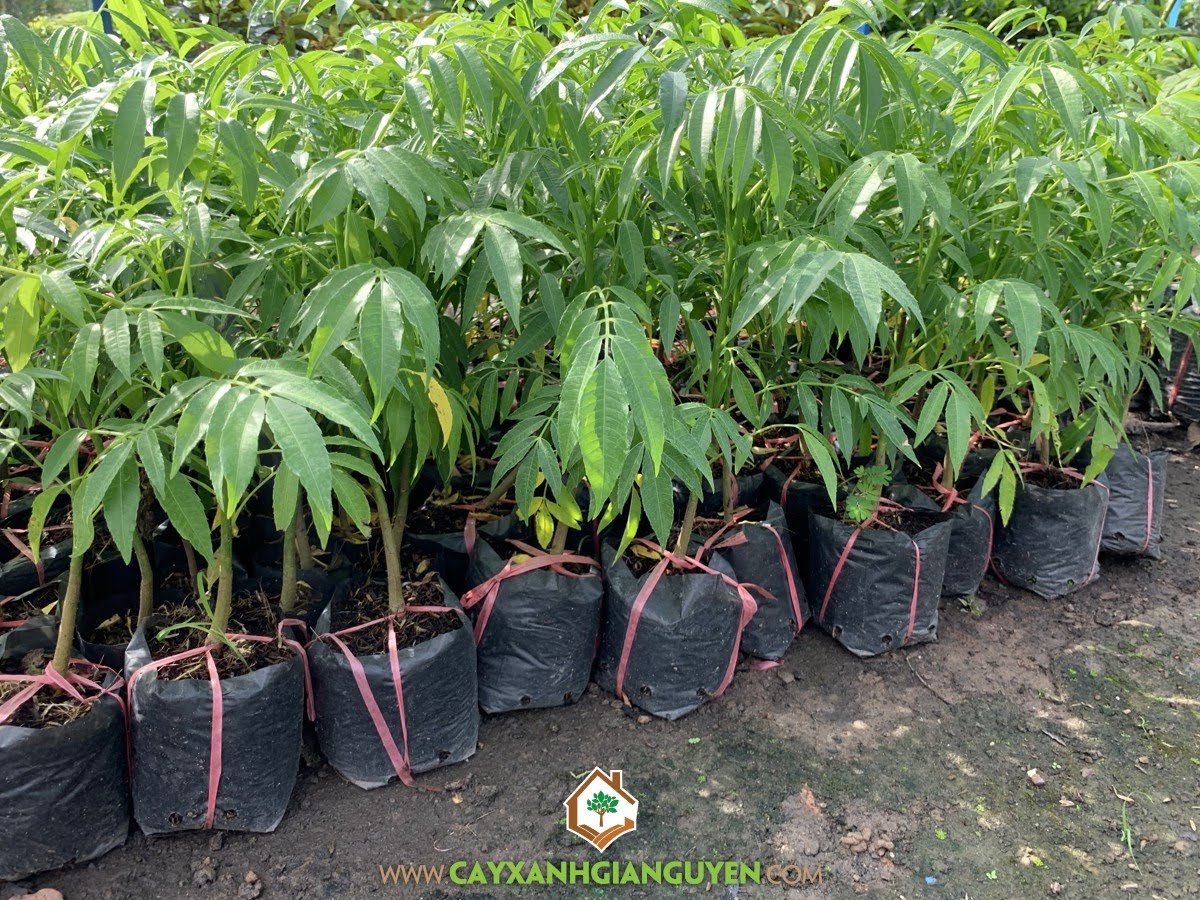 Mua Cây Cóc Thái, Cây Cóc Thái, Trái Cóc Thái, Hoa Cóc Thái, Cây Cóc Thái Giống