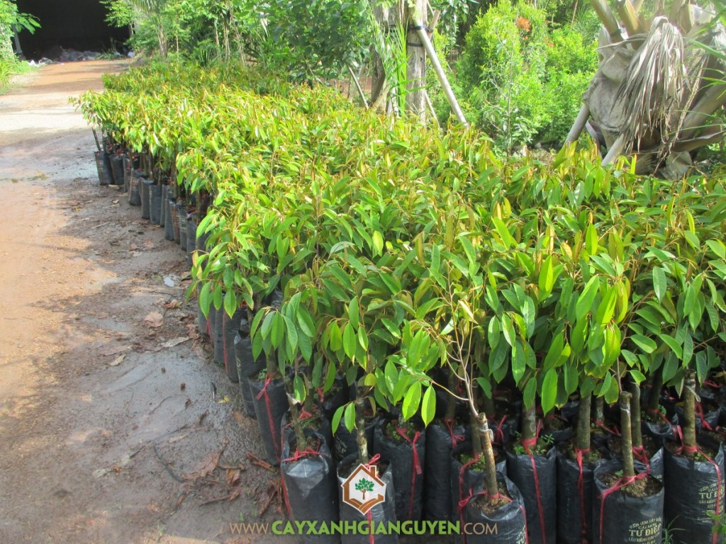 Sầu riêng ri6 hạt lép, Cây sầu riêng ri6, Giống sầu riêng ri6 ghép, Sầu riêng, Sầu riêng ri6