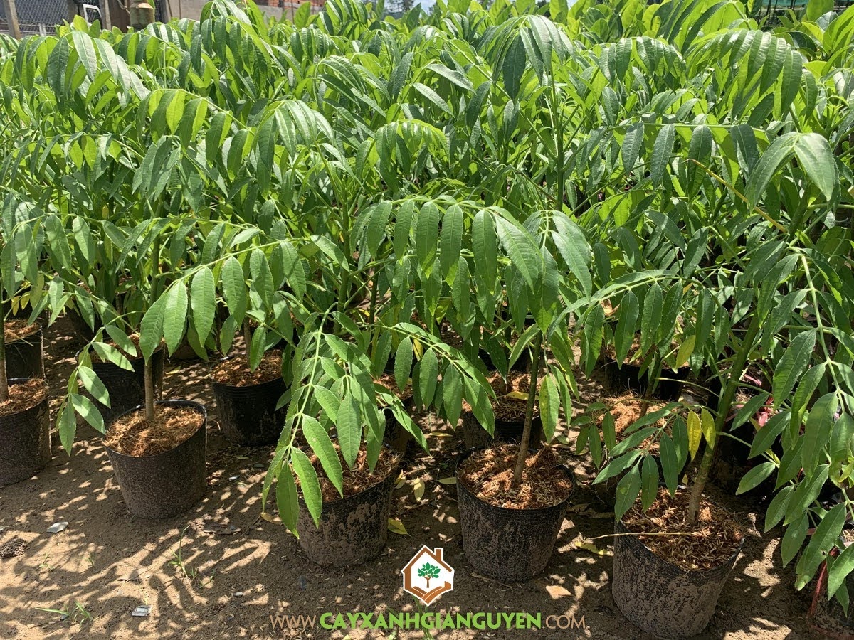 Mua Cây Cóc Thái, Cây Cóc Thái, Trái Cóc Thái, Hoa Cóc Thái, Cây Cóc Thái Giống