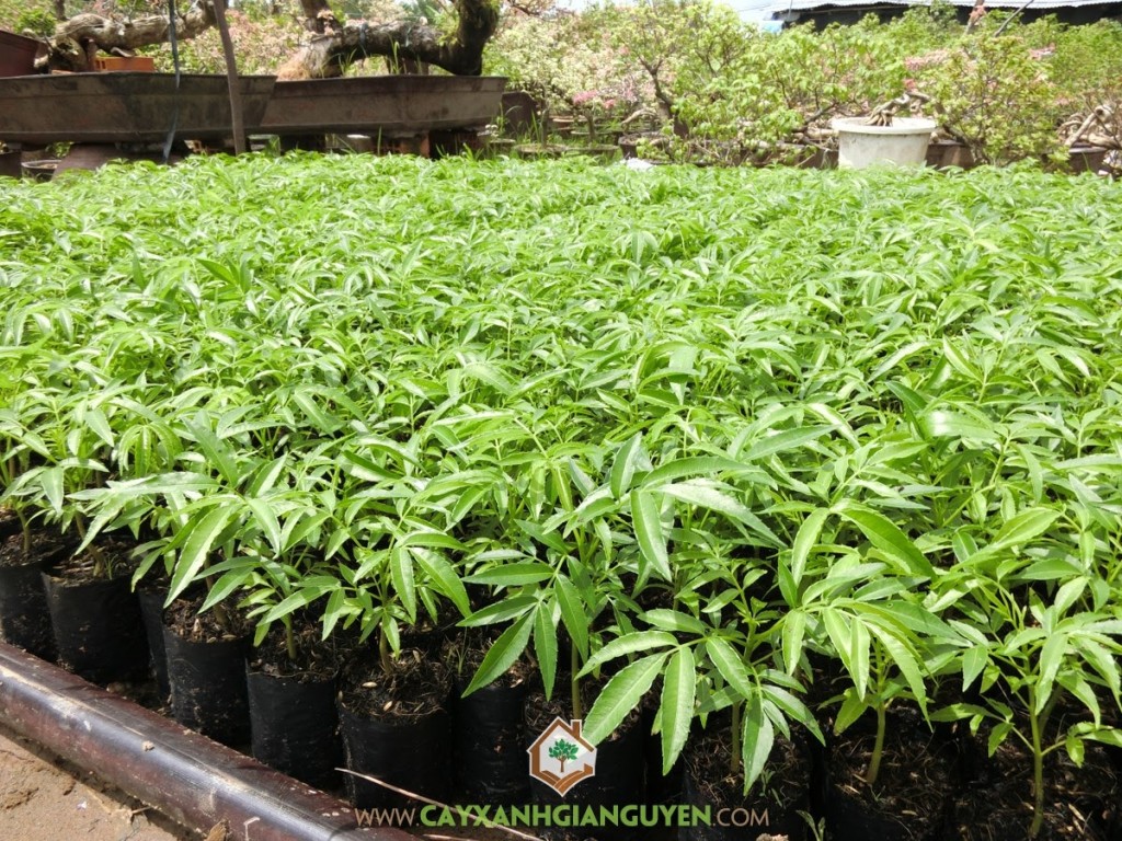 Cách chăm sóc Cây Cóc Thái, Cây Cóc Thái, Cây Cóc Thái Lan, Cây Cóc Kiểng, Giống Cây Cóc Thái