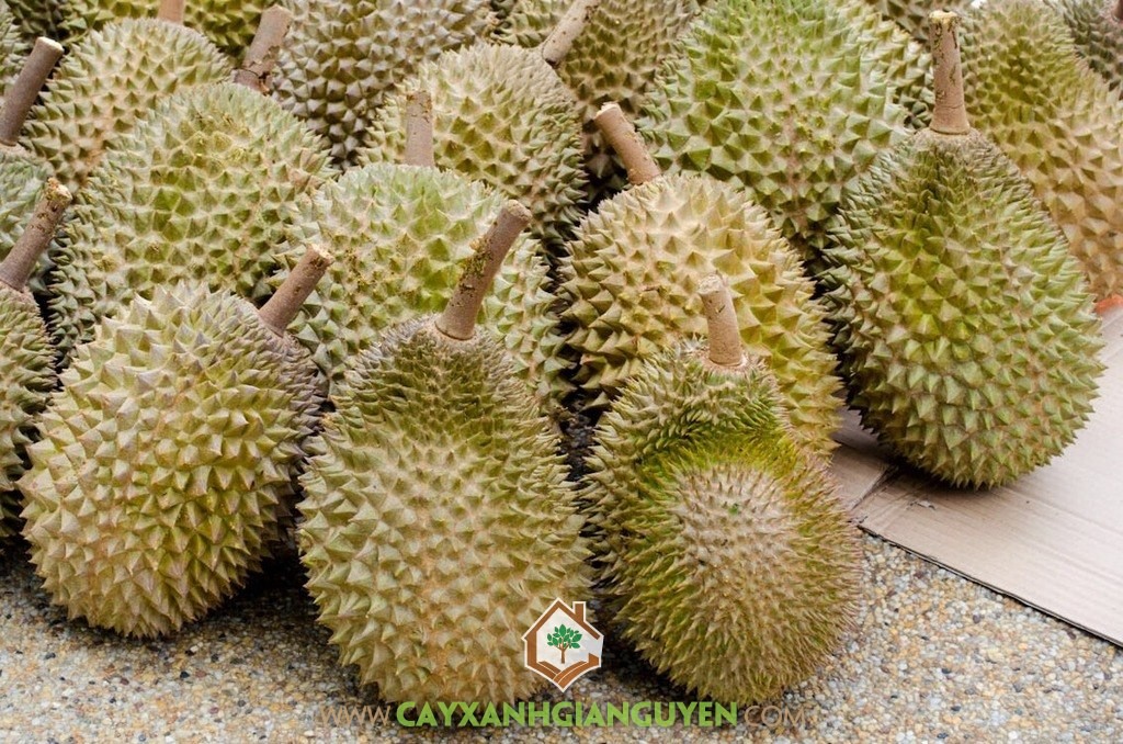 Sầu riêng ri6 hạt lép, Cây sầu riêng ri6, Giống sầu riêng ri6 ghép, Sầu riêng, Sầu riêng ri6