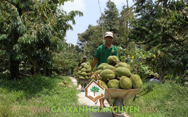 Sầu riêng ri6 hạt lép, Cây sầu riêng ri6, Giống sầu riêng ri6 ghép, Sầu riêng, Sầu riêng ri6