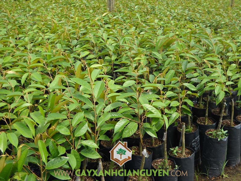Cây giống sầu riêng ri6, Vườn ươm Cây Xanh Gia Nguyễn, Cây sầu riêng ri6, Chăm sóc giống sầu riêng ri6, Sầu riêng