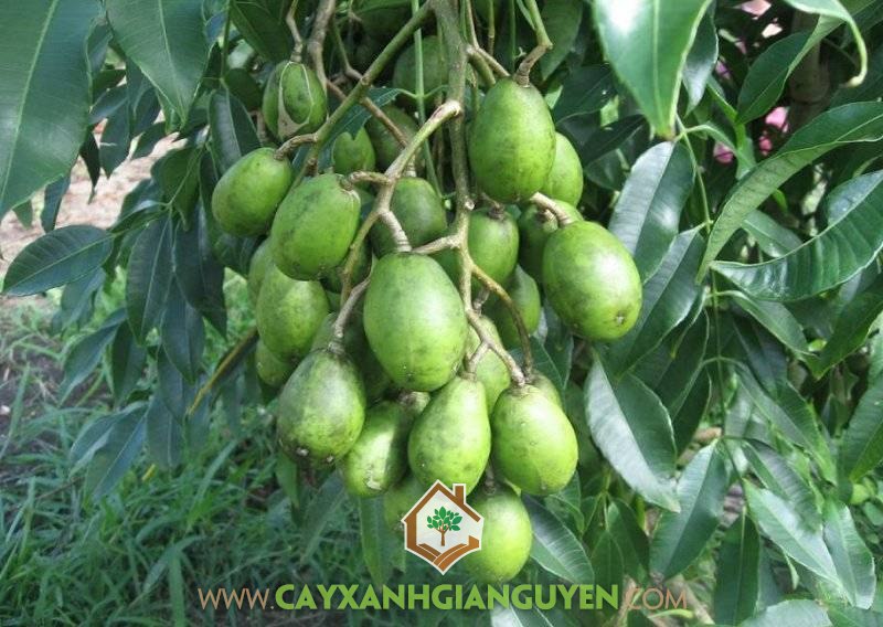 Cách chăm sóc Cây Cóc Thái, Cây Cóc Thái, Cây Cóc Thái Lan, Cây Cóc Kiểng, Giống Cây Cóc Thái