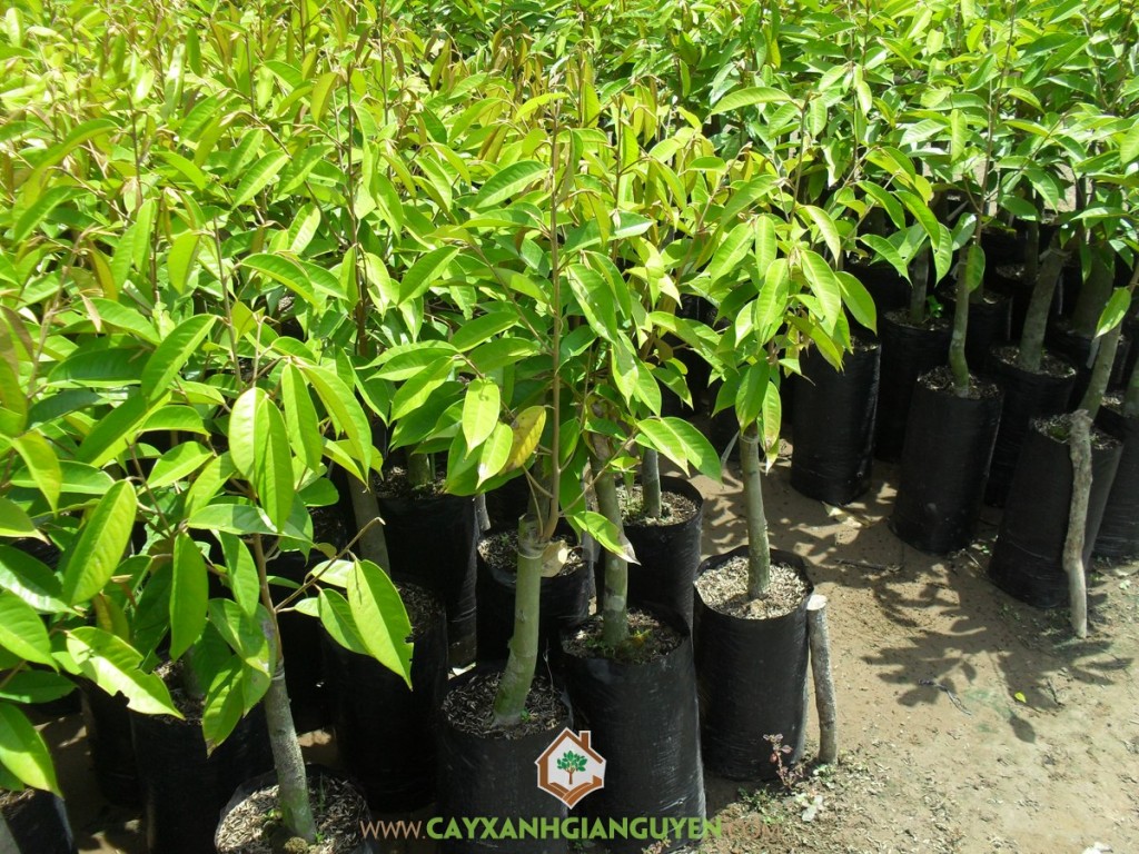 Cây giống sầu riêng ri6, Vườn ươm Gia Nguyễn, Trồng và chăm sóc cây, Sầu riêng ri6, Giống sầu riêng ri6 cơm vàng hạt lép
