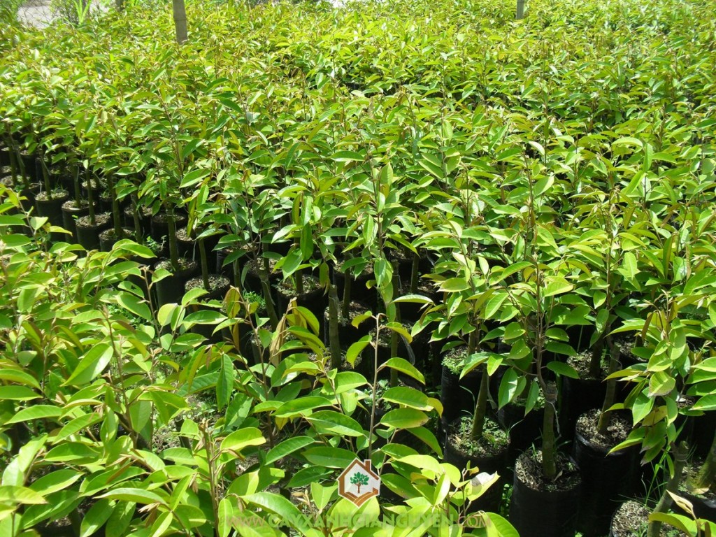 Cây giống sầu riêng ri6, Vườn ươm Gia Nguyễn, Trồng và chăm sóc cây, Sầu riêng ri6, Giống sầu riêng ri6 cơm vàng hạt lép