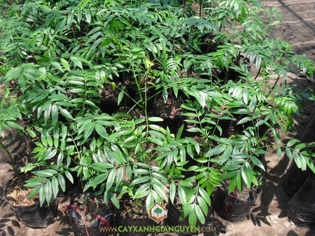 Trồng Cây Cóc Thái, Cóc Thái, Trồng Cóc Thái, Tán Cóc Thái, Giống Cây Ăn Trái