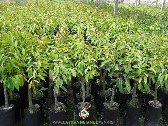 Cây giống sầu riêng ri6, Vườn ươm Cây Xanh Gia Nguyễn, Cây sầu riêng ri6, Chăm sóc giống sầu riêng ri6, Sầu riêng