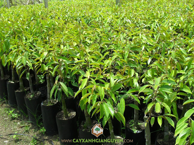 Cây giống sầu riêng ri6, Vườn ươm Cây Xanh Gia Nguyễn, Cây sầu riêng ri6, Chăm sóc giống sầu riêng ri6, Sầu riêng