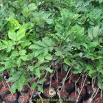 CHÔM CHÔM THÁI KHÁC VỚI CHÔM CHÔM VIỆT NAM Ở ĐIỂM NÀO?