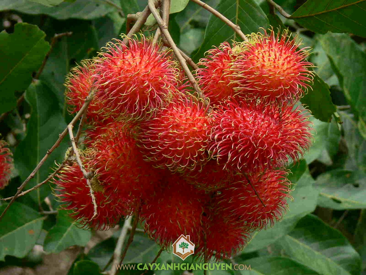 Cây Chôm Chôm Thái, Cây ăn trái, Trái Chôm Chôm Rong Riêng, Giống Chôm Chôm, Vườn ươm Cây Xanh Gia Nguyễn