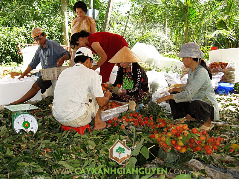 Cây Chôm Chôm Thái, Cây ăn trái, Trái Chôm Chôm Rong Riêng, Giống Chôm Chôm, Vườn ươm Cây Xanh Gia Nguyễn