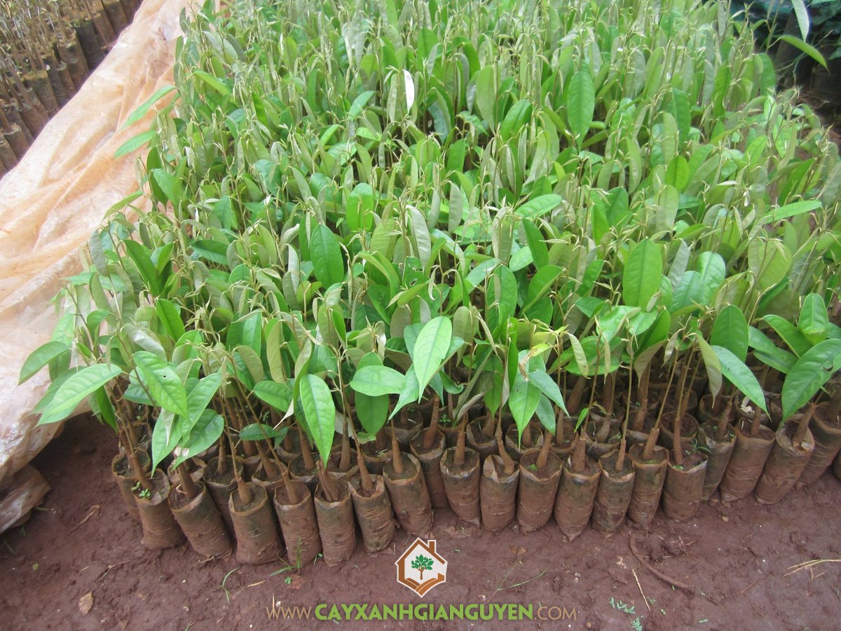Giống Sầu Riêng DONA, Vườn ươm Cây Xanh Gia Nguyễn, Cây Sầu Riêng DONA, Cây Giống, Sầu Riêng DONA