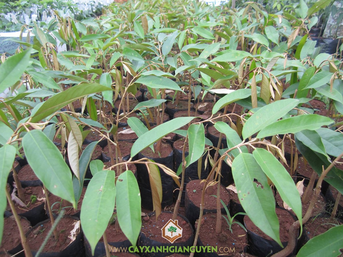 Giống Sầu Riêng DONA, Vườn ươm Cây Xanh Gia Nguyễn, Cây Sầu Riêng DONA, Cây Giống, Sầu Riêng DONA