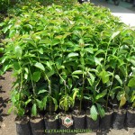 HƯỚNG DẪN CÁCH LỰA CHỌN CÂY BƠ GIỐNG