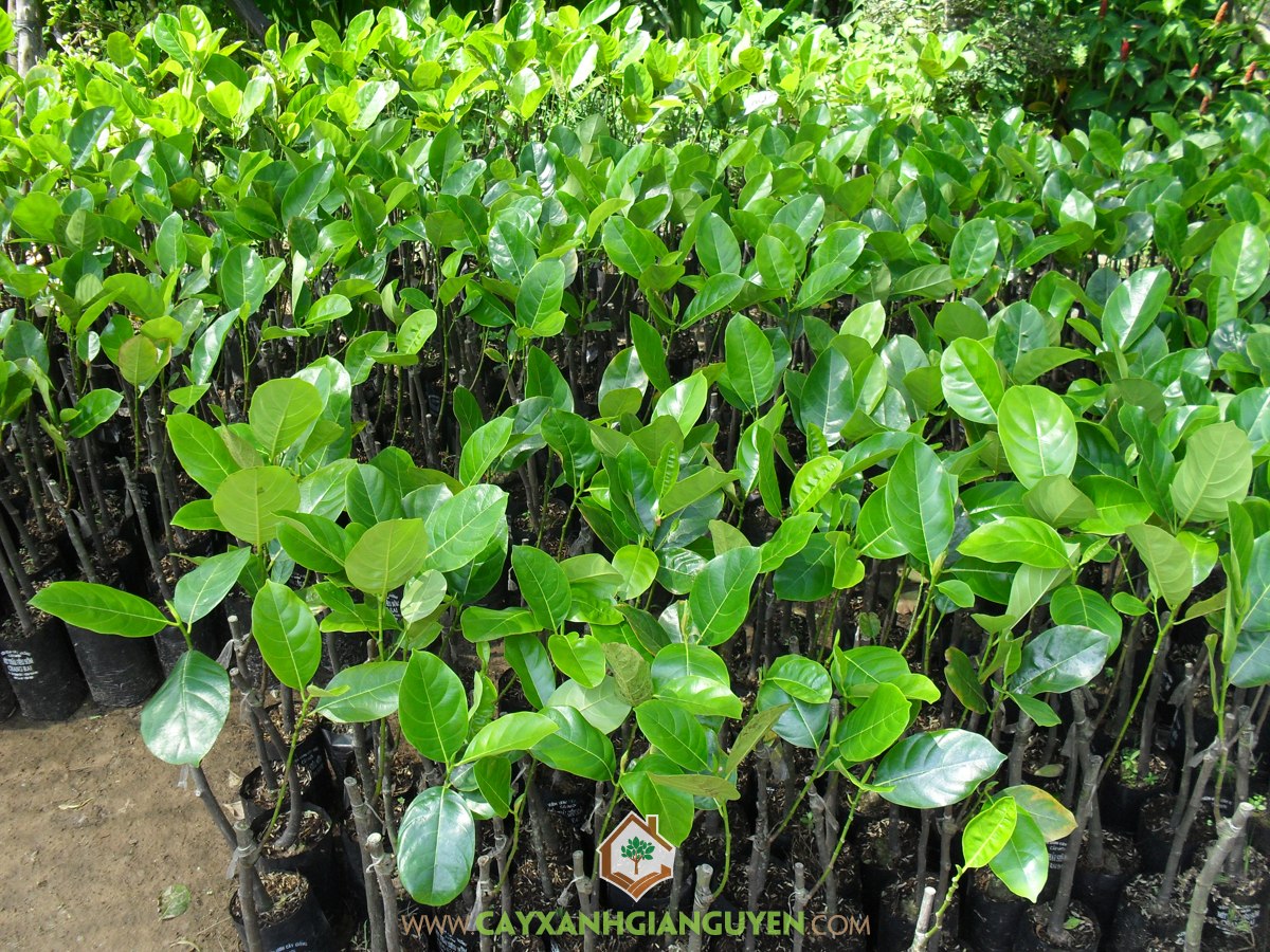 Mít Thái Siêu Sớm, Giống Mít Thái Siêu Sớm, Gỗ Cây Mít Thái Siêu Sớm, Lá Mít Thái Siêu Sớm, Giống Cây Ăn Quả