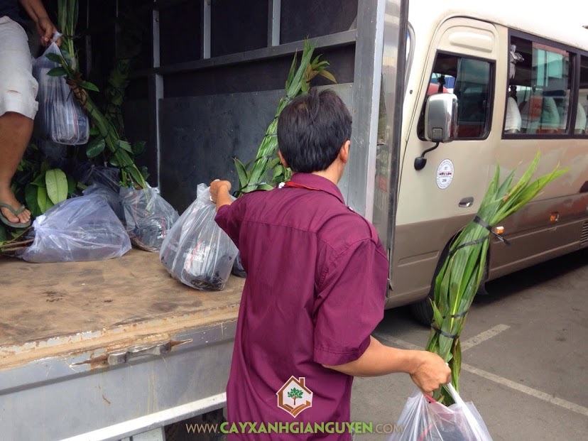 Cây ăn trái, Vườn ươm Gia Nguyễn, Cây chôm chôm thái, Cây cóc thái, Cây mãng cầu xiêm thái