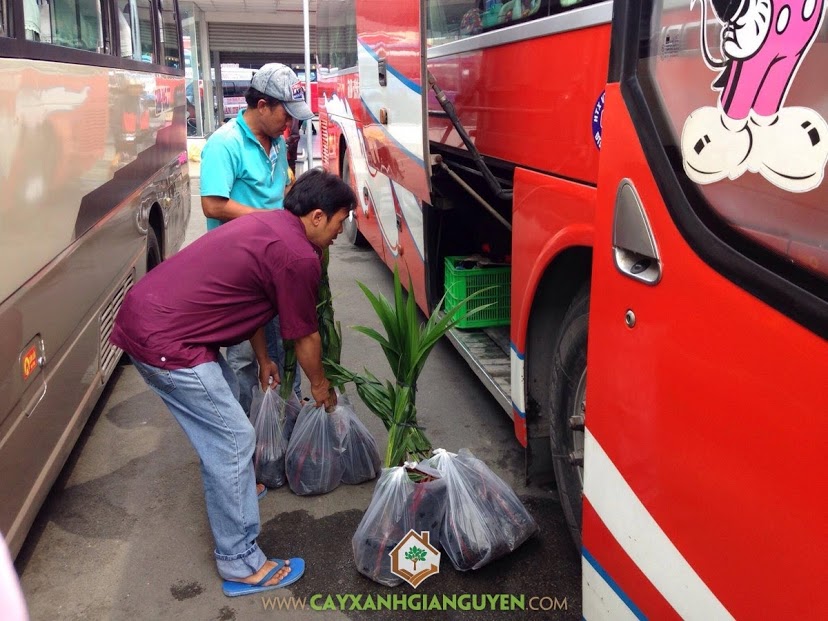 Cây ăn trái, Vườn ươm Gia Nguyễn, Cây chôm chôm thái, Cây cóc thái, Cây mãng cầu xiêm thái