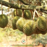 VÌ SAO NHIỀU NHÀ VƯỜN CHỌN TRỒNG CÂY SẦU RIÊNG THÁI LAN