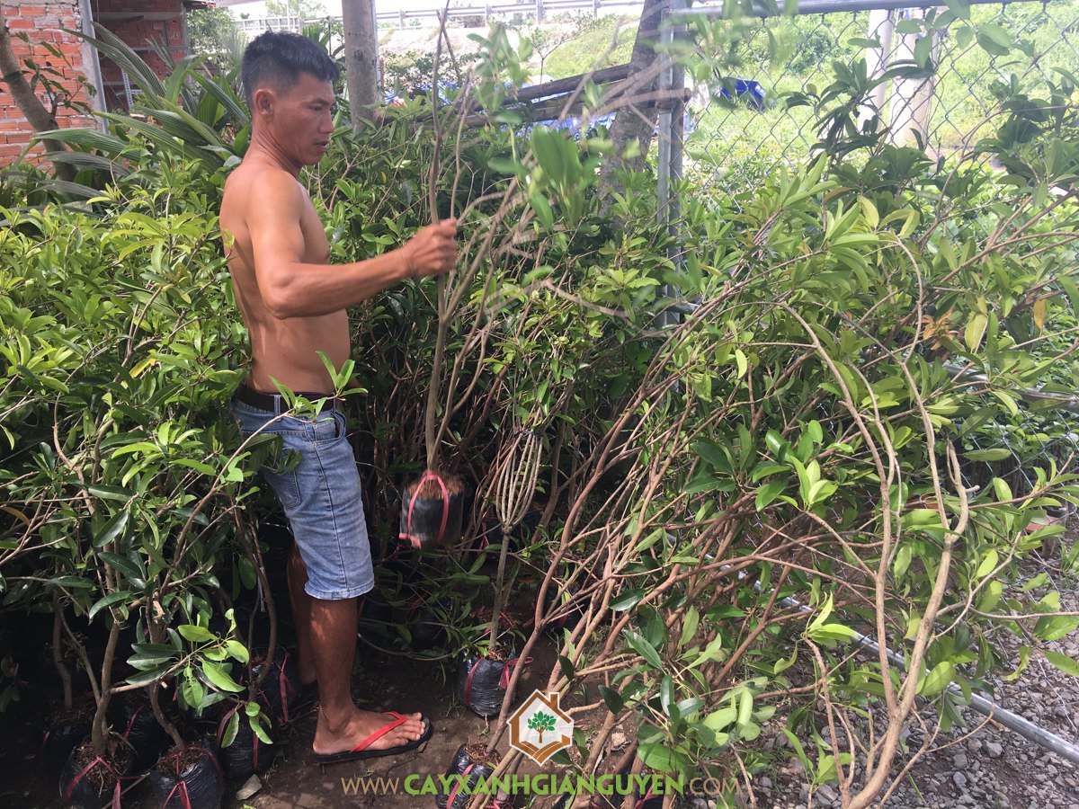 SaPoChe, Cây SaPoChe, Cây Hồng Xiêm, Cây SaPoChe Giống, Giống Hồng Xiêm Xuân Đỉnh
