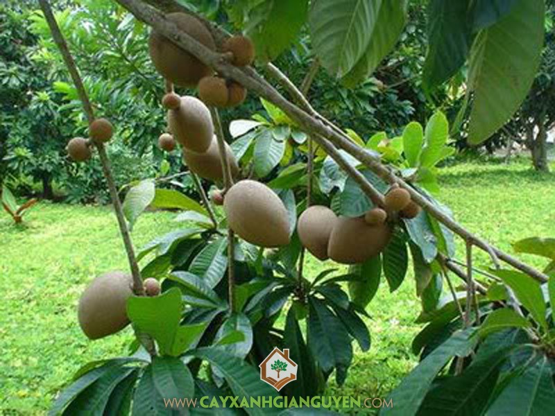 SaPoChe, Cây SaPoChe, Cây Hồng Xiêm, Cây SaPoChe Giống, Giống Hồng Xiêm Xuân Đỉnh