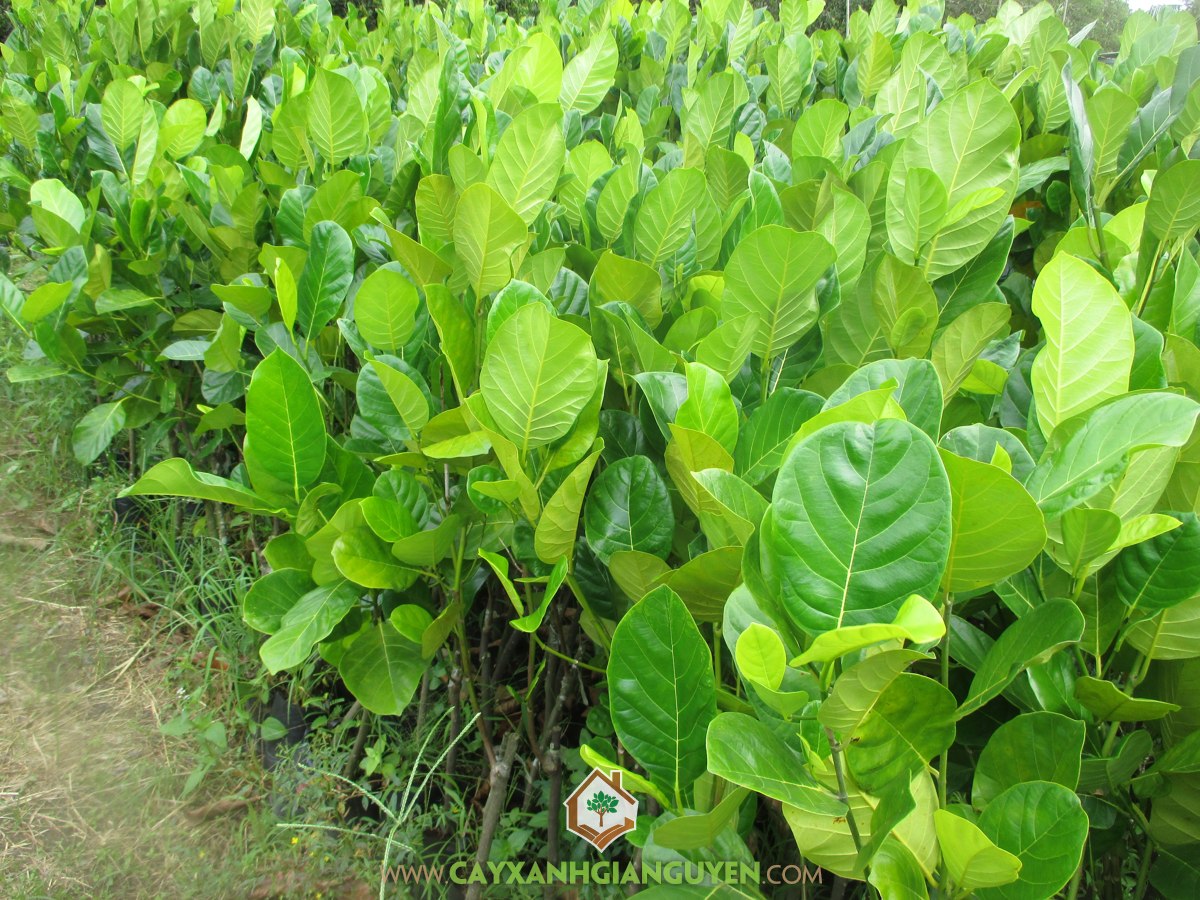 Mô hình trồng mít thái, Mít thái, Mít thái lá bàng, Cây ăn trái, Kỹ thuật trồng và chăm sóc cây mít