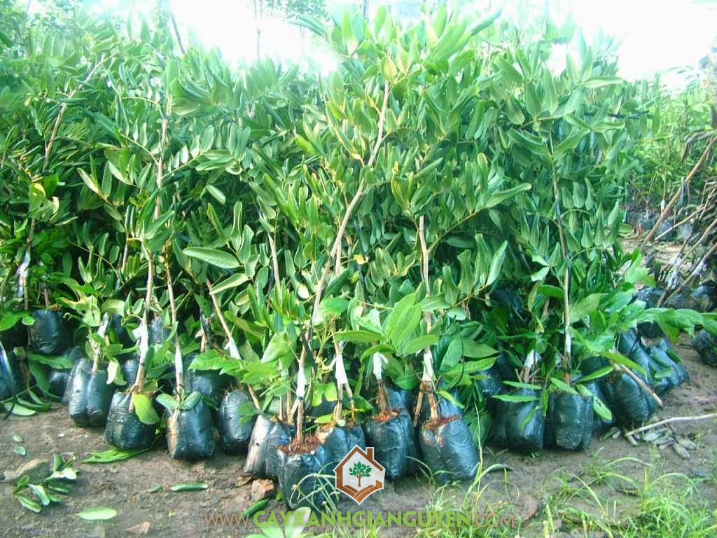 Nhãn Xuồng Cơm Vàng, Lá Nhãn, Cây Nhãn, Nhãn Long, Nhãn Tiêu Huế