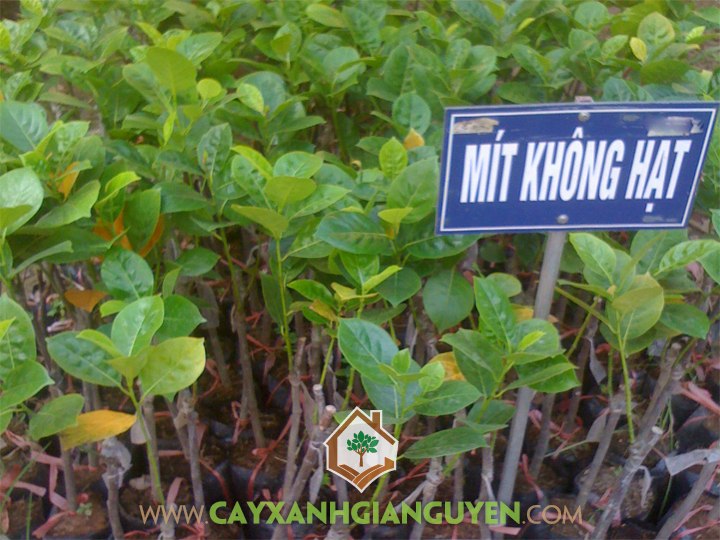 Mít Không Hạt, Mít thái, Trồng Mít Không Hạt, Giống Mít Truyền Thống, Kỹ thuật Trồng và Chăm Sóc