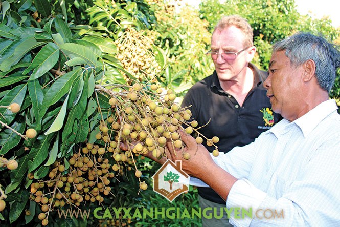 Kỹ thuật trồng Nhãn IDO, Nhãn IDO, Trồng Nhãn, Giống Nhãn IDO, Giống Cây Nhãn IDO