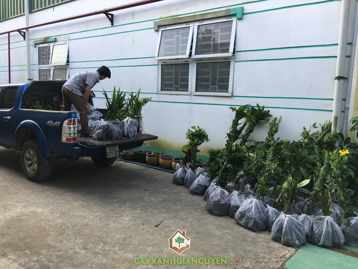 Cây Giống Ăn Trái, Cây Xanh Gia Nguyễn, Kỹ thuật trồng và chăm sóc cây, Trồng Cây Ăn Trái, Cây Vú Sữa Lò Rèn
