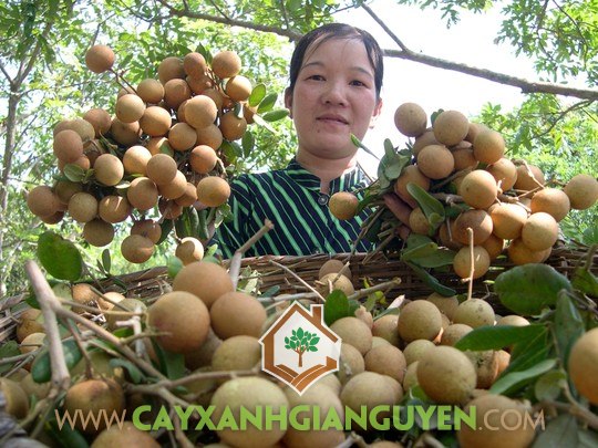 Nhãn Xuồng Cơm Vàng, Lá Nhãn, Cây Nhãn, Nhãn Long, Nhãn Tiêu Huế